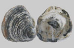 conchdoppia